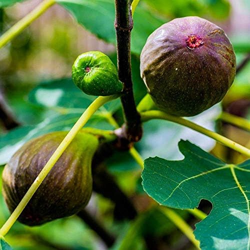 Pixies Gardens Brown Turkey Fig Tree Live Fruit Plant for Planting - Providing Two Crops of Fruits Per Year (1 Gallon Potted)