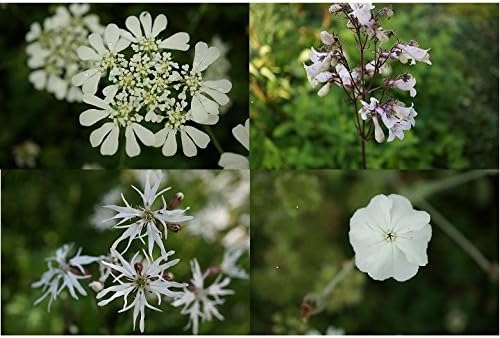 Amazon オルレア50粒他 白花系宿根草 種子 4種セット 花 Amazon オルレア50粒他 白花系宿根草 種子 4種セット 花