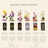 Dukhni Maamoul Attar Oil Set Arabian perfume oils for men and women | 6 assorted scents x 6ml | Arabic oudh oil fragrances | Gift set, Halal & Vegan Islamic Scents