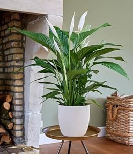 BALDUR Garten 1x Spathiphyllum|Einblatt|55-65 cm hoch, Pflanze im 17 cm-Topf, Luftreinigende Zimmerpflanze, unterstützt das Raumklima, Einblatt blühende Zimmerpflanze, mehrjährig - frostfrei halten