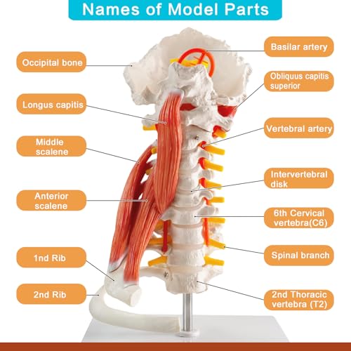 Image of EVOTECH SCIENTIFIC Cervical Spine Anatomical Model with Brainstem, Muscles, Thoracic Vertebrae & Nerves - Life-Size Human Neck Vertebrae Model for Medical Teaching, Chiropractic, and Anatomy Study