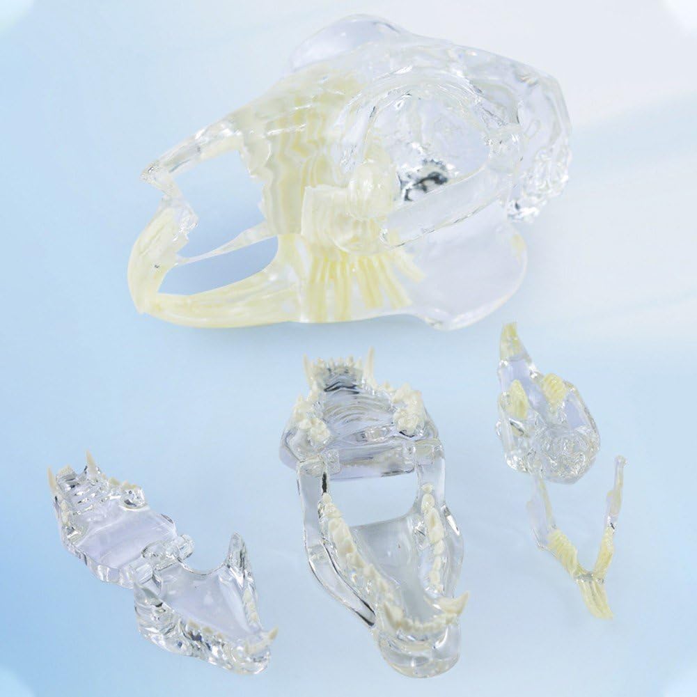 Zahnmodell Für Hunde Aus Transparentem Harz, Zu Öffnendes Kiefer- Und Mundzahnmodell Für Hundezähne, Pathologisches Medizinisch-anatomisches Modell, Hundepathologie Für Die Aufklärung Von Zahnärzten
