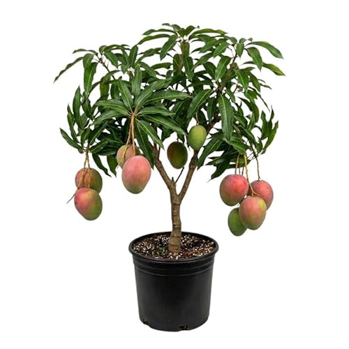 Kent Mango Tree Plant for Planting Outdoor Garden, 3 Gallon Pot, Mango Tree, Tropical Plant for Backyard and Container Growing, No Ship to CA