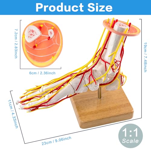 Image of Foot Vascular Arterial Model, Foot Model, Human Size Foot Skeletal Model with Arteries - Detailed Anatomical Structure for Medical Research and Patient Education