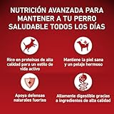 PURINA ONE Medium/Maxi  10 kg Active | Trockenfutter reich an Huhn für Erwachsene Hunde | 7 kg Beutel