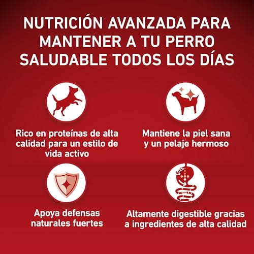 PURINA ONE Medium/Maxi  10 kg Active | Trockenfutter reich an Huhn für Erwachsene Hunde | 7 kg Beutel
