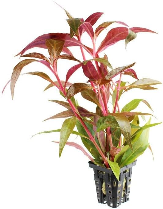Alternanthera rosaefolia mini