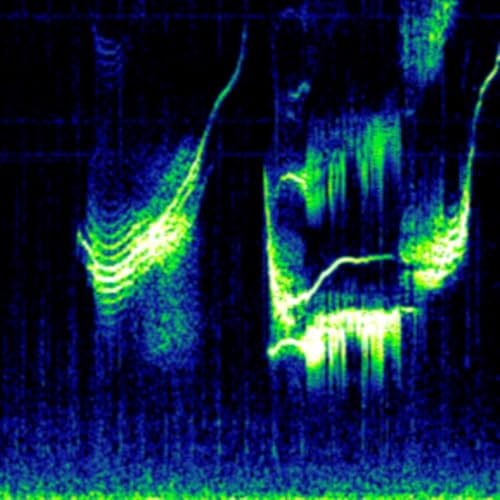 Cryptid Bio-Acoustic Phenomena