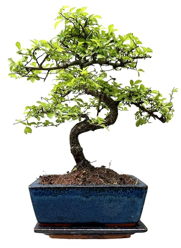 Bonsai Tree with Pot – House and Desktop Plant, Real Live Indoor Bonsai, Very Easy to Care for. - 25cm to 35cm High