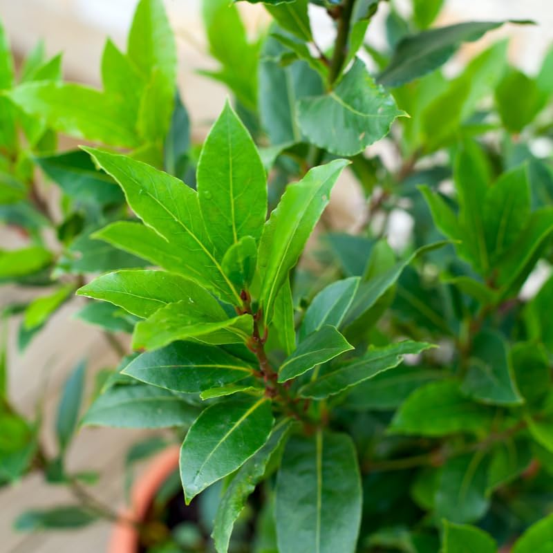 Miniatura 5 de Planta de hoja de laurel, de 10 a 12 pulgadas de alto, árbol de hoja de laurel, planta viva para jardín interior y exterior, maceta de 4 pulgadas