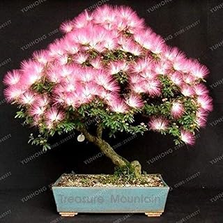 Rot: Bonsai blumensamen Albizia julibrissin Baum samen schöne Blume Mini topf Bonsai hausgarten DIY - 20 stück: Only Seeds