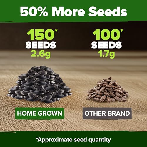 Image of HOME GROWN Chocolate Cherry Sunflower Seeds - 150 Heirloom Non-GMO Seeds - Burgundy Sunflowers for Planting - Tall Garden Flowers that Attract Pollinators & Butterflies (Helianthus annuus)