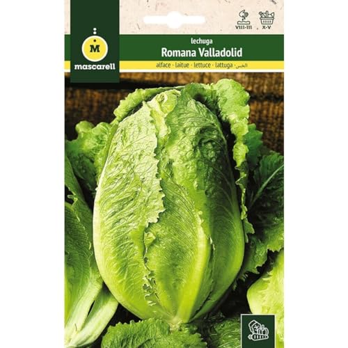 Mascarell Semillas, LECHUGA, Semillas Huerto, LECHUGA ROMANA VALLADOLID SEL. VILMA, Crea tu Propio Huerto Urbano y Cultivo en Casa, Plantas Hortícolas, 3 Gramos