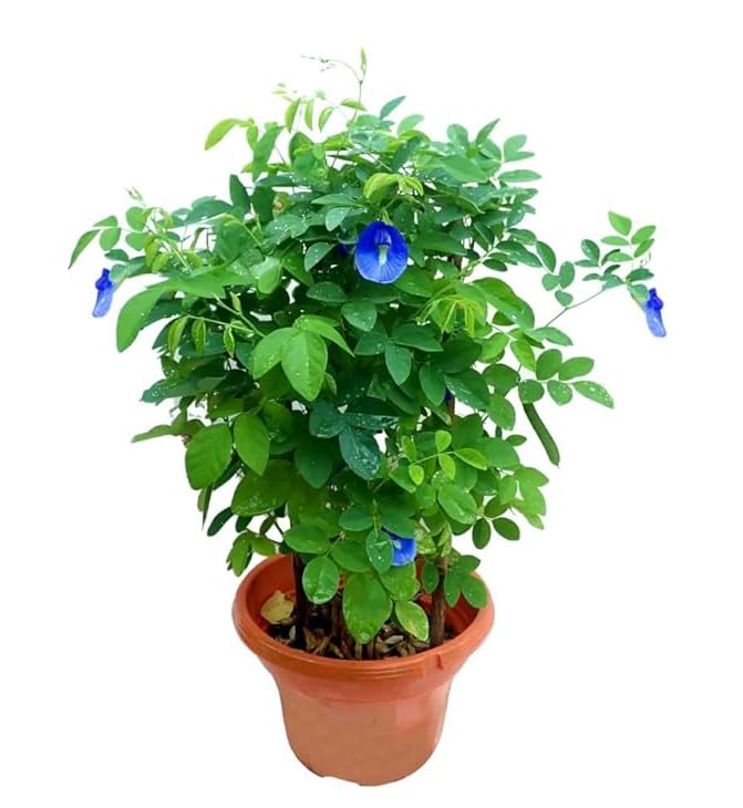 Butterfly Pea Vine 4 Inch Potted, Live Blue Flowers Pea Plant Tropical Vine Plant Butterfly Pea Flowers Climber