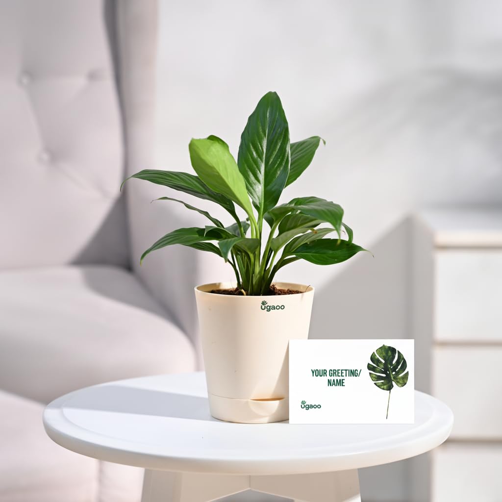 UGAOO Peace Lily Plant - Bring Serenity Home -6