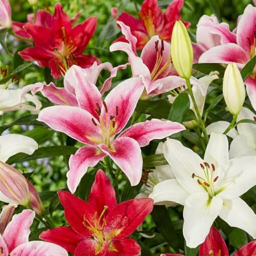 Lilien Zwiebeln Winterhart Mehrjährig - Orientalische Kollektion - 15 Stück - Mehrjährige Blumenzwiebeln aus Holland - Für Garten und Topf (große Knollen, kein Samen, nicht künstlich)