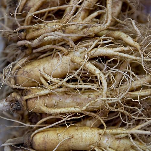60 Pezzi Semi Di Ginseng Panax - Giardino Di Erbe Aromatiche Al Coperto, Piante Esotiche Resistenti...