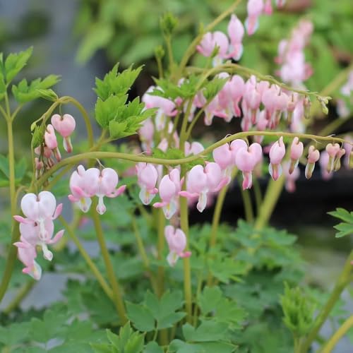 semi di cuore sanguinante - balcone resistenti decorazione vecchie varietà perenni in vaso estremamente 100pcs