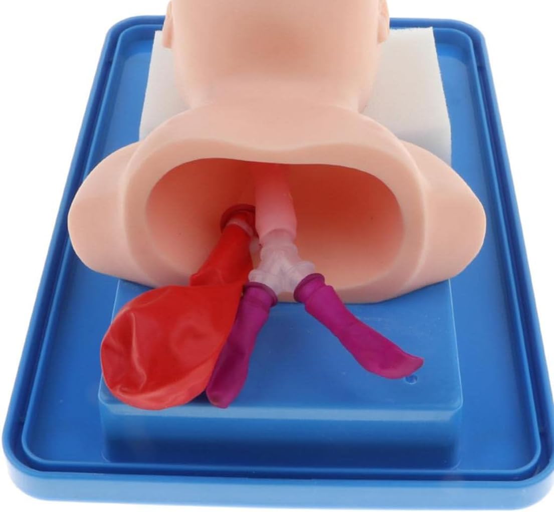 Modello di Formazione per L'intubazione Tracheale Bucconasale Neonatale Anatomica Manichini per Intubazione Manichino Pediatrica Infantile Simulatore Intubazione delle Vie Aeree Infantili