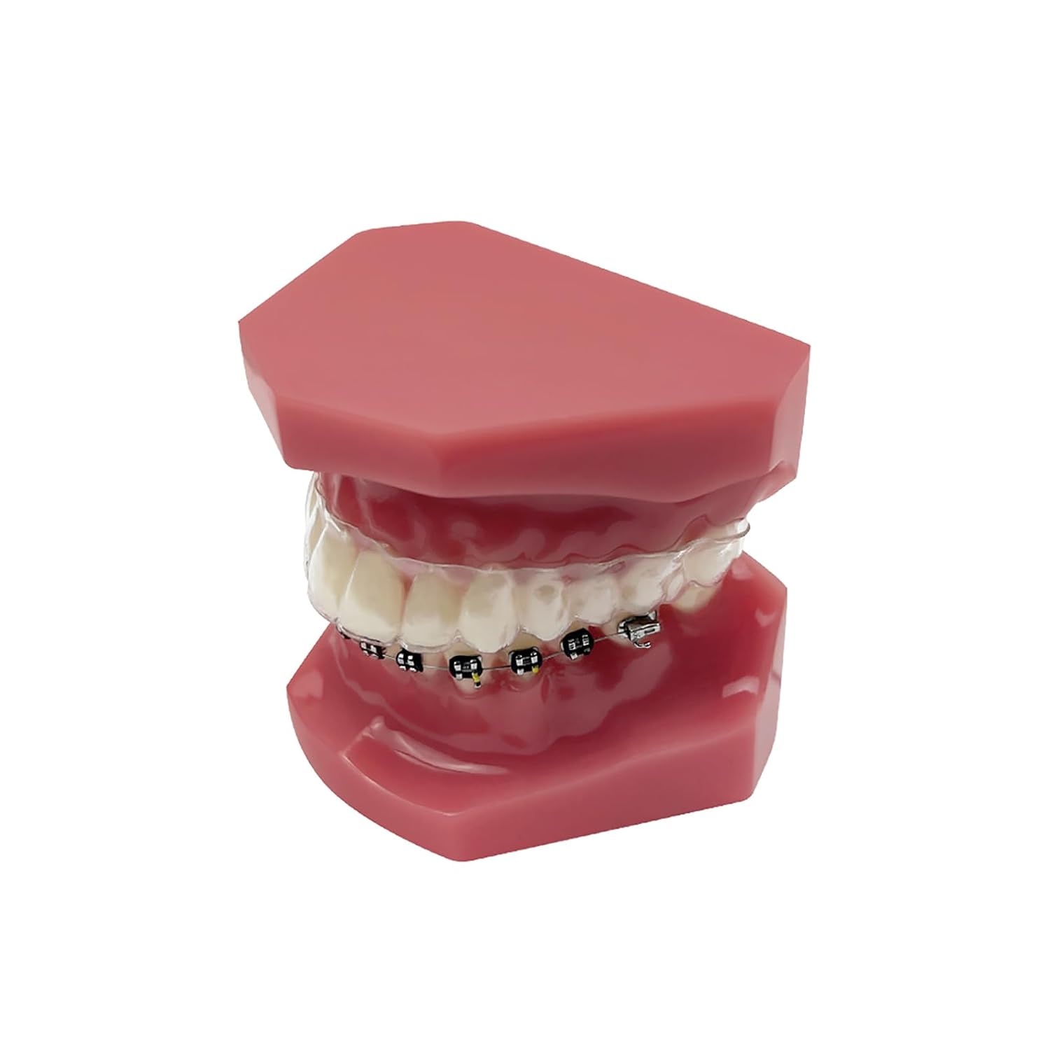 Invisible Orthodontic Tooth Model YOUYA DENTAL Dental Teaching Teeth Model with Metal Braces Bracket for Dentist Teaching Tools to Display