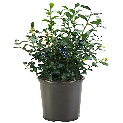 Shrub Crop Blueberry, 2.25 Gallon, Deep Green Foliage With Light Blue Berries #TOP14