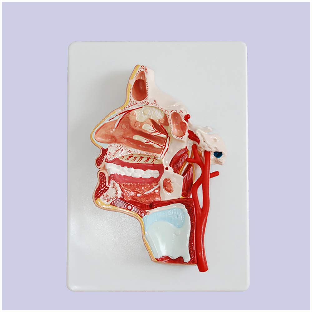 Sjdopulse Brain Section Model - Human Head Brain Section Model - Medical Anatomical Oral Throat Larynx Model Intracranial Brain Structure Model - For Medical Educational Training Aid