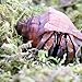 Begeterday 3.5oz Natural Moss for Hermit Crabs, Ideal for Hermit Crab Supplies for Tank Habitat