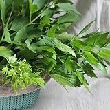 250 pcs Kräuter Pflanzen Liebstöckel Samen, kräuterpflanzen gartenpflanzen, Levisticum officinale, heilkräuter samen geschenk garten kräutersamen garten, küchenkräuter heilkräuter