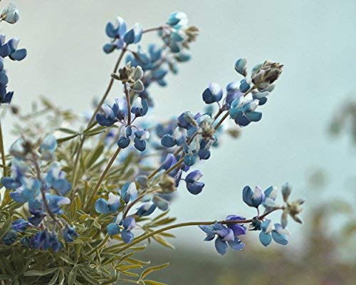 Amazon Com Bluebonnet Wall Art Texas Floral Art Print Country Rustic Shabby Chic Wall Art Blue Flower Photography Bathroom Wall Art Bedroom Wall Decor Picture Nature Art From 5x7 To 18x24 Handmade