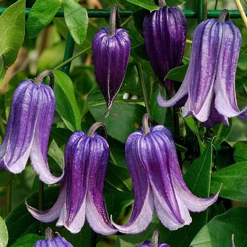Plant World Seeds - Clematis Integrifolia Seeds (Hardy Climber Seeds)