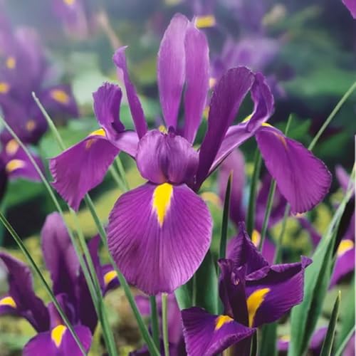10 Bulbos de Iris hollandica VIOLETA | 8/9 cm de circunferencia | Bulbos de los mejores productores holandeses | Selección exclusiva y control de calidad | Floración garantizada.