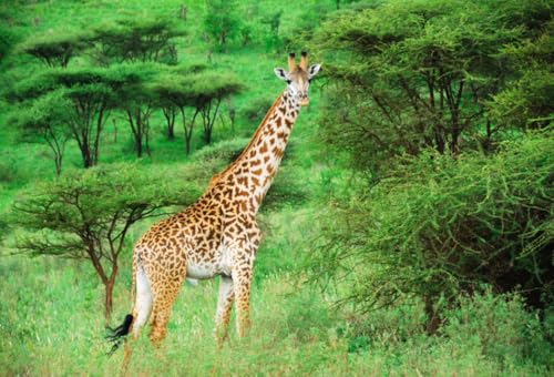 AOFOTO 8x6ft Safari Giraffe in Nature Reserve Backdrop African Wildlife Forest Park Photography Background Green Jungle Bush Outdoor Travel Kid Adult Artistic Portrait Photo Studio Props Wallpaper