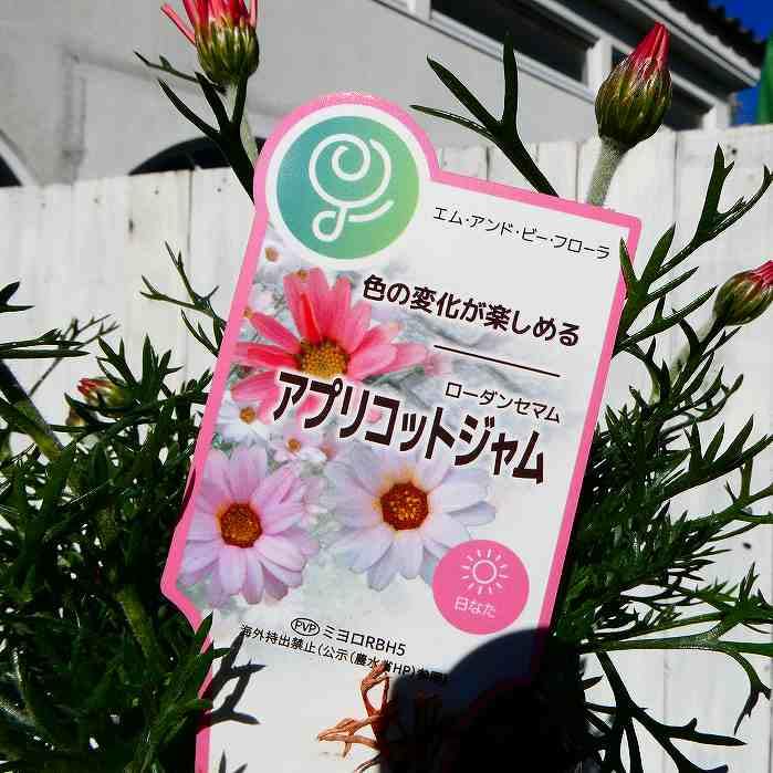 Amazon | ローダンセマム 苗 アプリコットジャム 3.5号 充実株 春花壇