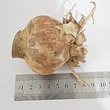 2 PCS/lot Bulbs (Yellow) Hippeastrum Bulbs Balcony Potted Plants Bosai Flowers (They are not Seeds) They are Bulbous