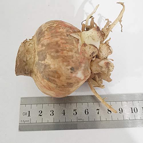2 PCS/lot Bulbs (Yellow) Hippeastrum Bulbs Balcony Potted Plants Bosai Flowers (They are not Seeds) They are Bulbous 2 PCS/lot Bulbs (Yellow) Hippeastrum Bulbs Balcony Potted Plants Bosai Flowers (They are not Seeds) They are Bulbous