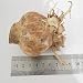2 PCS Amaryllis bulbs True Hippeastrum bulbs flowers (Not seeds) Barbados Lily potted home garden Balcony plant Bulbous 08