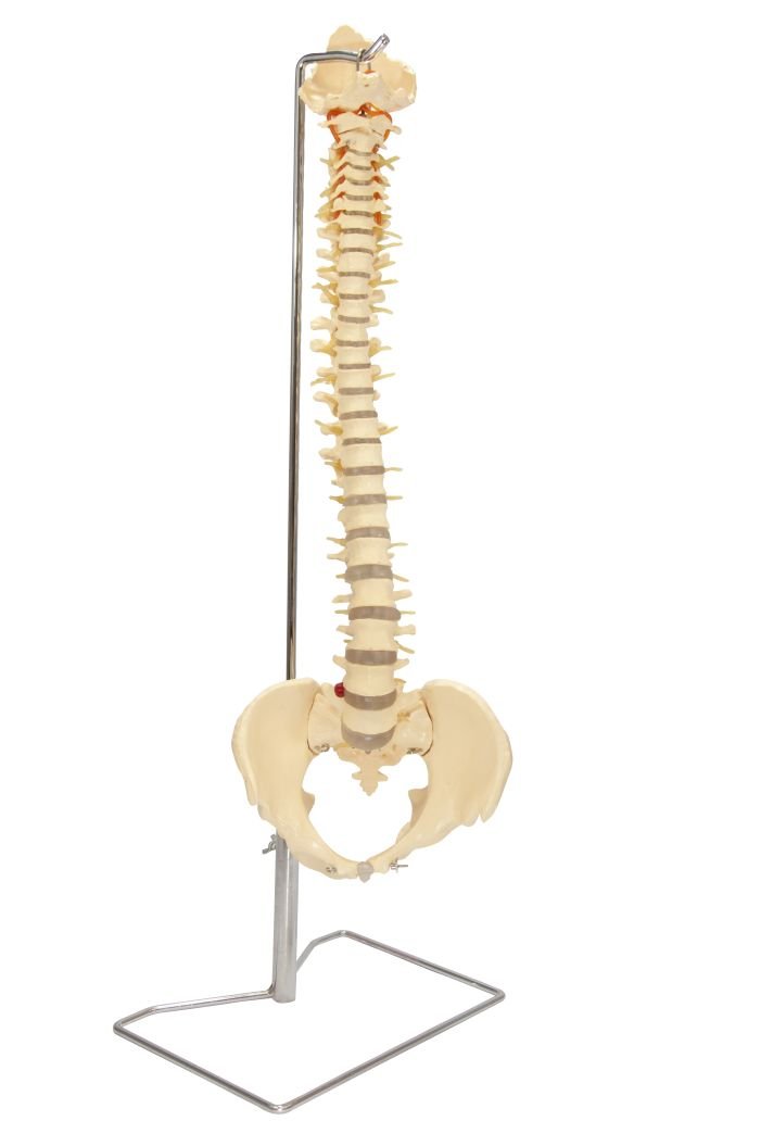 Budget Vertebral Column With Stand - CH59X