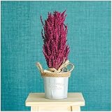 ramos de lavanda fresca 🌿 DESCRIPCIÓN DEL PRODUCTO: Centro de lavanda preservada seleccionadas por nuestros maestros floristas.