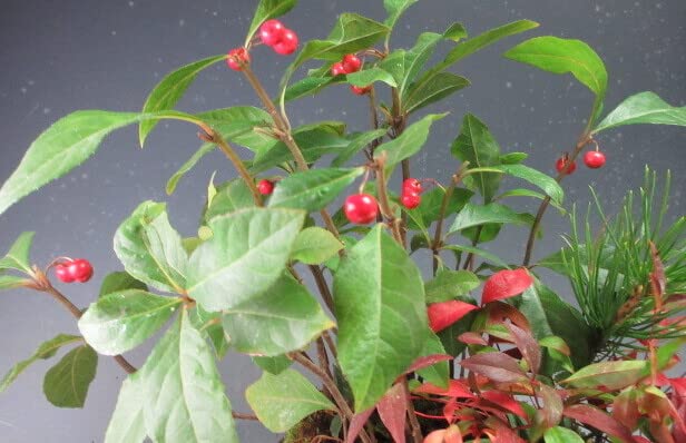 黒松、ヤブコウジ、リュウノヒゲ寄せ植え盆栽 黒松、ヤブコウジ、リュウノヒゲ寄せ植え盆栽 黒松、ヤブコウジ