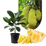 Jackfruit Tropical Live Plant 2-3 Feet in One Gallon Pot