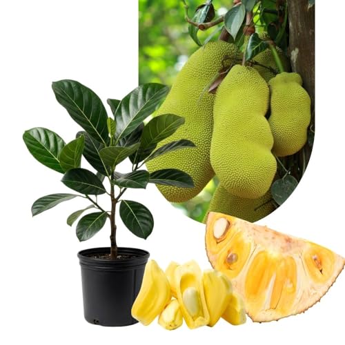 Jackfruit Tropical Live Plant 2-3 Feet in One Gallon Pot, Sweet Jackfruit Fruit Tree for Planting Outdoor, Tropical Jackfruit Fruit Plant for Indoor Outdoor Garden or Landscape