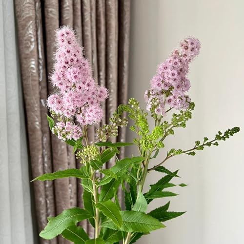 semillas de sorbaria sorbifolia - primavera Mini jardín, arbustos de resistentes verdes, decoración de jardín al aire libre, 125pcs