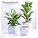 Plants Flower Pots Outdoor Indoor Garden Planters Ceramic Plant Containers with Drain Hole Modern Flower Pot for All House Plants Flowers Herbs Gardening Pot (Size : Brass)