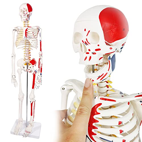 Image of EVOTECH SCIENTIFIC Numbered Mini Human Skeleton Model for Anatomy, 33.5'' Human Skeleton Model with Muscle Insertion & Origin Points Removable Stand for Medical Anatomical Study, Manual Included