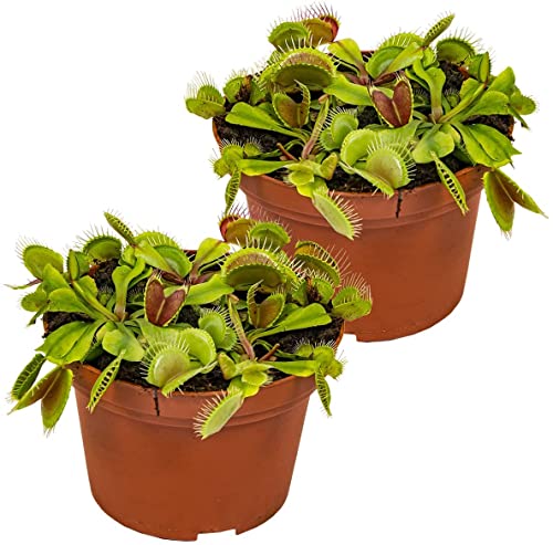 DECOALIVE Dionaea Muscipula Set de 2 Unidades de Plantas Carnívoras Naturales