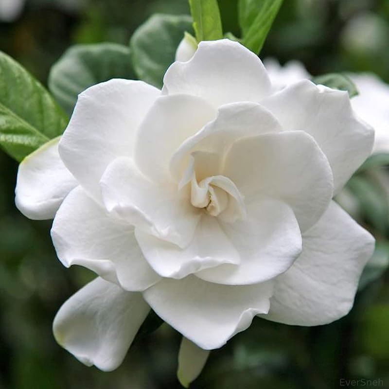 EverSneh Live Rare Tagar White Flower Chandni Live Plant With Black Plastic Pot 4 Inch Size (B0BDXH7BDB) Amazon Price History, Amazon Price Tracker