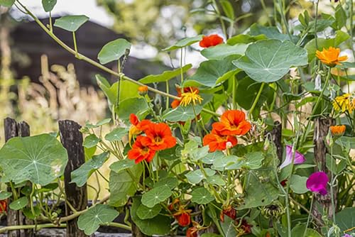 Image of Nasturtium Flower Seeds - Easy-to-Grow Edible Flowers, Attracts Bees & Butterflies, Ideal for Garden Beds, Containers (Pack Of 30 Pcs)
