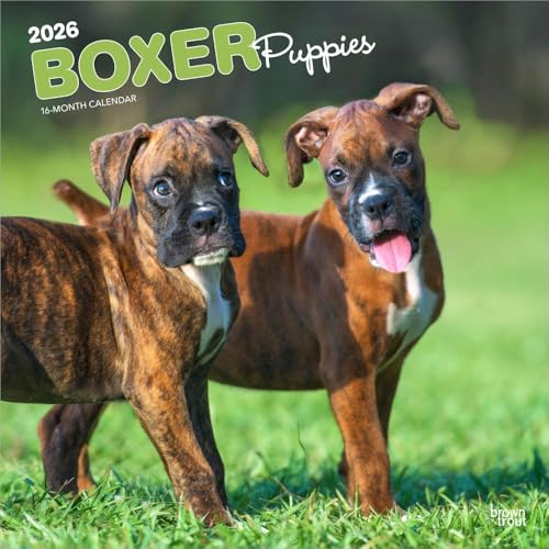 Boxer Puppies – Boxer Welpen 2026 – 16-Monatskalender: Original BrownTrout-Kalender [Mehrsprachig] [Kalender] (Wall-Kalender)