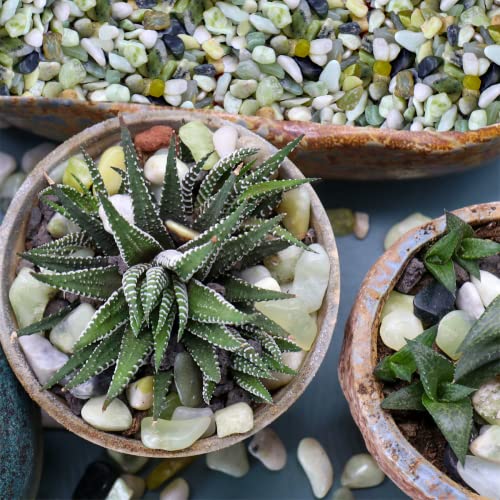 Bulk Polished Jade Green Pebbles 30 Lb. ½” Inch Rocks For Plants, Garden, Landscaping, Succulent, Fish Tank, Vase Filler, 100% Natural Jade Green Bean Pebbles Indoor & Outdoor Decorative Stones #TOP2