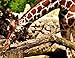 Produktbild HANSEPUZZLE 70794 - Giraffe Puzzle 1000 Teile | Tierwelt Puzzle mit hochwertiger Puzzle Aufbewahrung: Kartonbox und Wieder verschließbarem Beutel | Puzzle-Maße: 60 x 46 cm